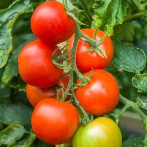 Tomato Y Ddraig (Red Dragon) Seeds