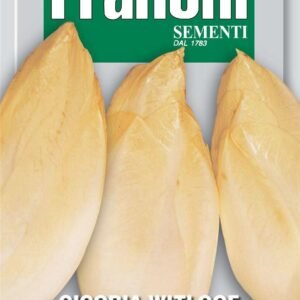 Franchi Seeds of Italy Chicory Mechelse Middelvroeg Seeds
