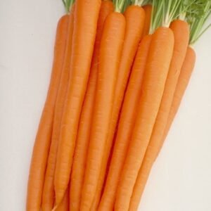 Carrot Baby Sugarsnax 54 F1 Hybrid Seeds