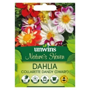 Unwins Flower Dahlia Collarette Dandy (dwarf) Mix - 40 Seeds
