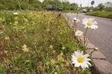 Wild Flower Meadow Mixture Chalk and Limestone Seeds