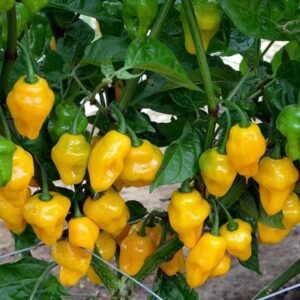 Chilli Pepper Trinidad Perfume Seeds