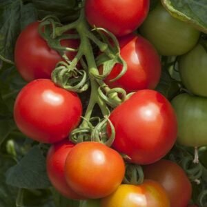 Tomato Cocktail Crush F1 Hybrid Seeds