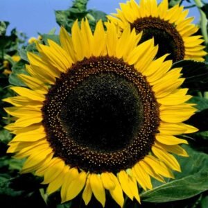 Sunflower Taiyo Seeds