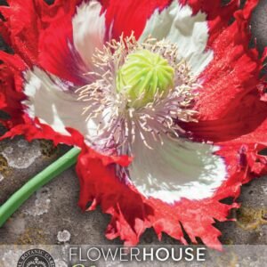 Thompson & Morgan Kew Flower Poppy Papaver Danish Flag - 400 Seeds