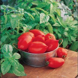 Tomato Big Mama F1 Hybrid Seeds