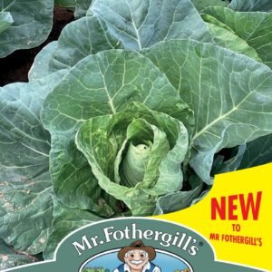 Mr Fothergills - Vegetable - Cabbage - Wintergreen -  Seeds