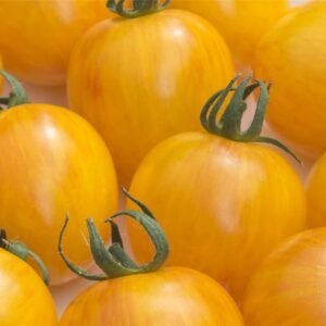 Tomato Artisan Golden Bumble Bee Seeds