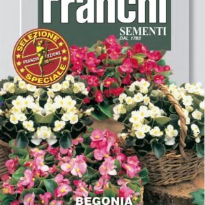 Franchi - FDBF_S 305-55 - Begonia semperflorens Mix - Seeds - SD