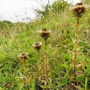 Wild Flower Carline Thistle Carlina vulgaris Seeds