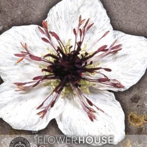 Thompson & Morgan Kew Flower Nigella papillosa African Bride - 500 Seeds