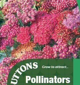 Sutton Seeds - Pollinators and Predators - Achillea Summer Berries