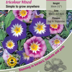 Kings Seeds Flower Convolvulus Tricolour 100 Seeds