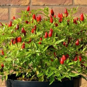 Chilli Pepper Hot Thai Seeds