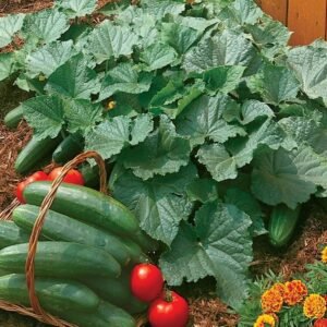 Cucmber Bush Champion Seeds