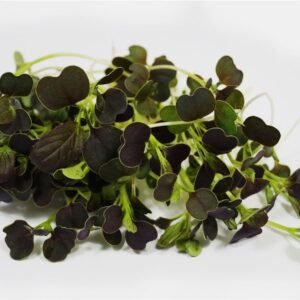 Microgreens Baby Leaves Pak Choi Purple Rain F1 Hybrid Seeds