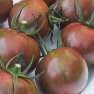 Tomato Artisan Purple Bumble Bee Seeds