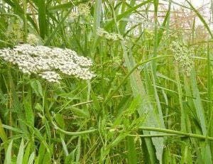Wild Flower Milk Parsley Thyselium palustre Seeds