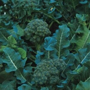 Organic Calabrese Green Sprouting Seeds