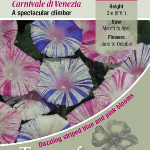 Kings Seeds Ipomoea purpurea Carnevale Di Venezia 45 Seed