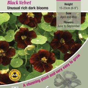 Kings Seeds Nasturtium Black Velvet Seeds