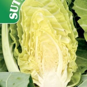 Sutton Seeds - Spring Greens Seed F1 Summer Jewel