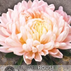 Thompson & Morgan Kew Flower Callistephus Classic Salmon Rose - 250 Seeds