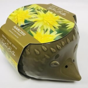 Taylors - Novelty Hedgehog Planter