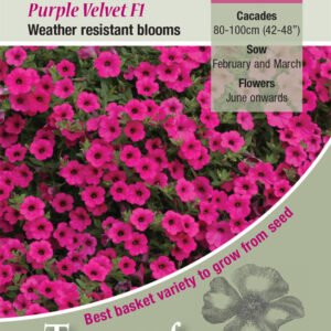 Kings Seeds Petunia Purple Velvet F1 - 20 Seed