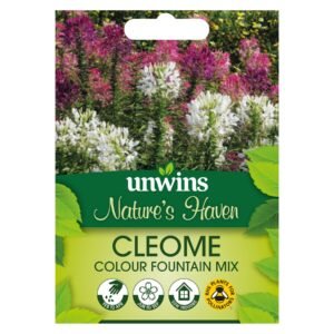 Unwins Flower Cleome Colour Fountain Mix - 250 Seeds