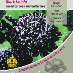 Kings Seeds Scabiosa atropurpurea Black Knight 100 Seed