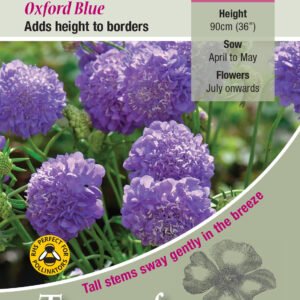 Kings Seeds Scabiosa atropurpurea Oxford Blue 100 Seed