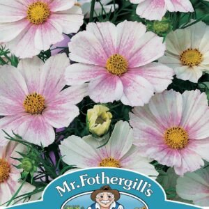 Mr Fothergills Cosmos Tetra Versailles Flush 60 Seeds