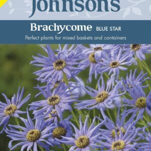 Johnsons Brachycome Blue Star 200 Seeds