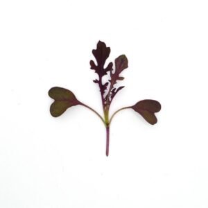 Microgreens Baby Leaves Mustard Red Lace Seeds