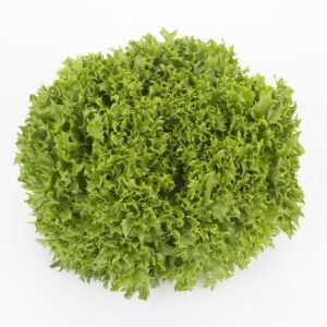Organic Lettuce Incised Leaf Salanova Expertise RZ (79-27) Seeds