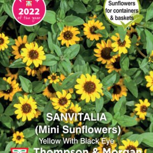 Thompson & Morgan  Flower Sanvitalia procumbens Yellow With Black Eye - 50 Seeds