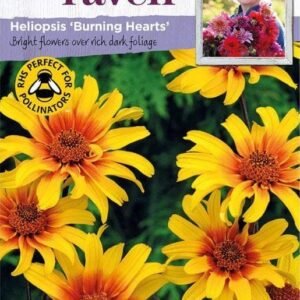 Johnsons Flowers Sarah Raven's Cut Flowers Heliopsis Burning Hearts 15 Seeds