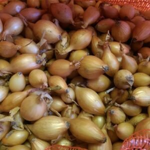 Onion Sets Hercules F1