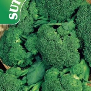 Sutton Seeds - Broccoli Seeds - F1 Green Magic
