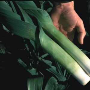 Leek Oarsman F1 Hybrid Seeds