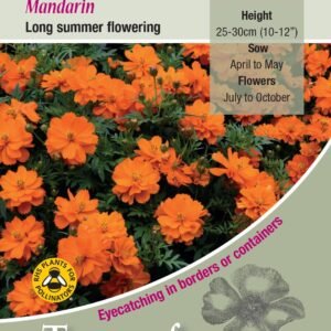 Kings Seeds  Cosmos Mandarin Seeds
