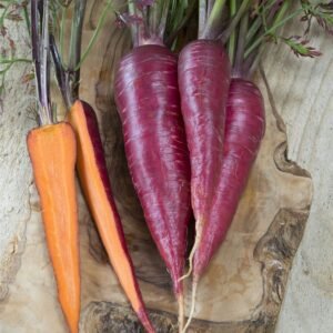 Carrot Purple Dragon Seeds