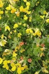Wild Flower Birdsfoot Trefoil Lotus corniculatus Seeds