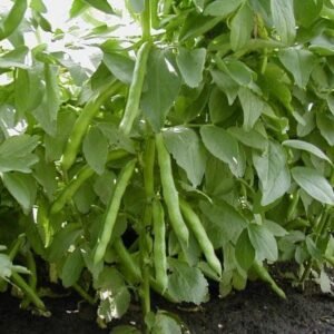 Organic  Broad Bean Express Seeds