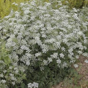 Wild Flower Greater BurnetSaxifage Pimpinella saxifrage Seeds