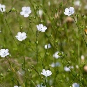 Wild Flower Pale flax Linum bienne Seeds