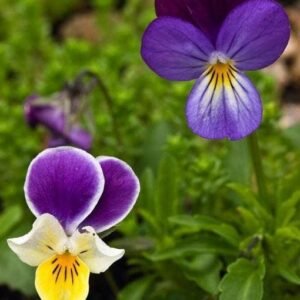 Wild Flower Wild Pansy Viola tricolour Seeds