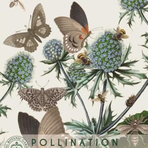 Thompson & Morgan Kew Pollinators Flower Blue Globe Thistle - 20 Seeds