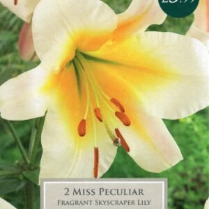 Taylors Flower - Lily - Miss Peculiar - Skyscraper Lilies
